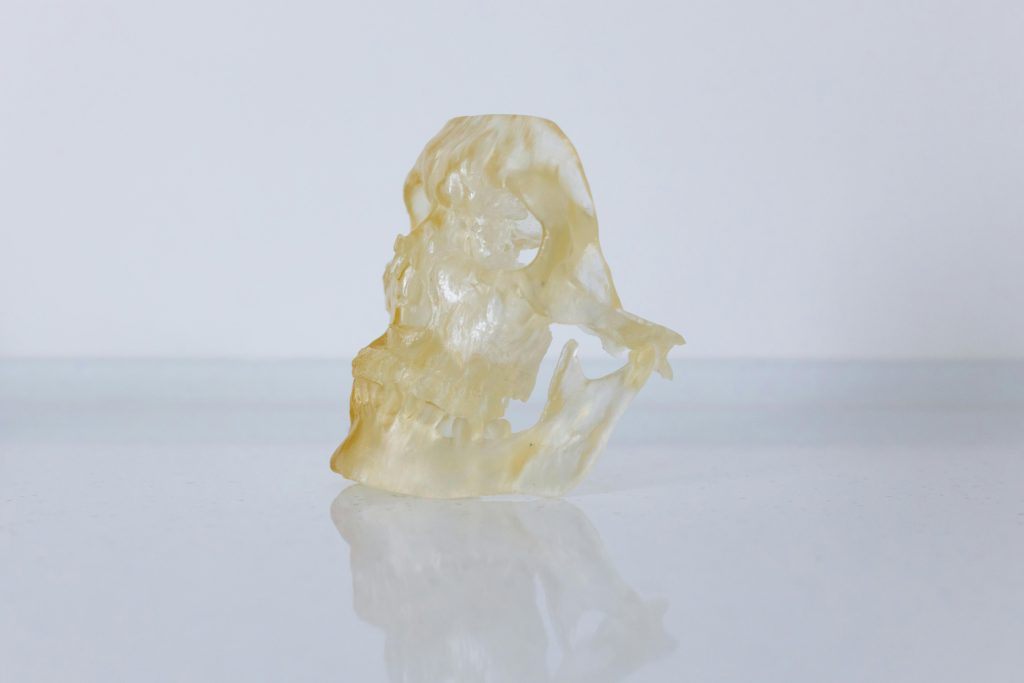 Close-up of a translucent resin skull model on a reflective surface.